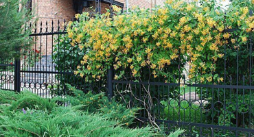 Popis a charakteristika kadeřavého dekorativního zimolezu